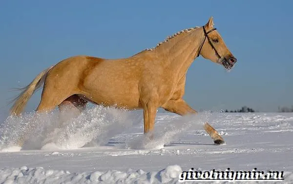 Соловая-лошадь-Описание-виды-уход-и-цена-соловой-лошади-6