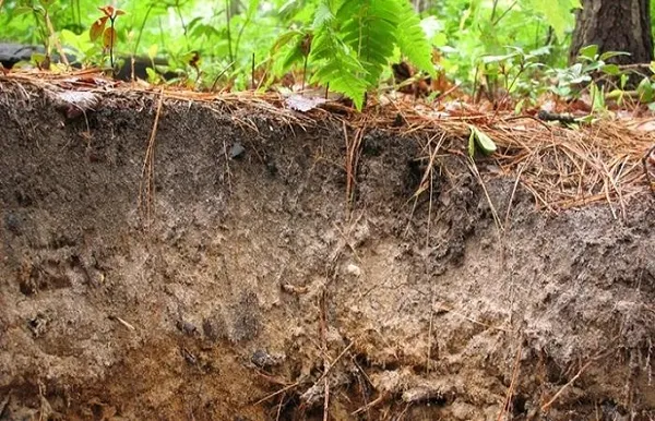 Типы почв лесостепи и их свойства, условия формирования и характеристика. Какая почва в лесостепи. 4