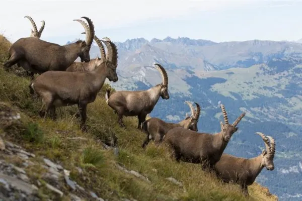 Альпийская порода коз: особенности по уходу и разведению. Горный козел как называется. 2