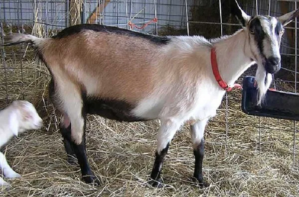 Характеристики альпийских коз