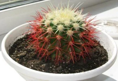 Дивное растение с яркими шипами — эхинокактус Грузони красный. Как ухаживать за эхинокактусом. 2
