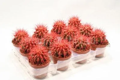 Дивное растение с яркими шипами — эхинокактус Грузони красный. Как ухаживать за эхинокактусом. 3