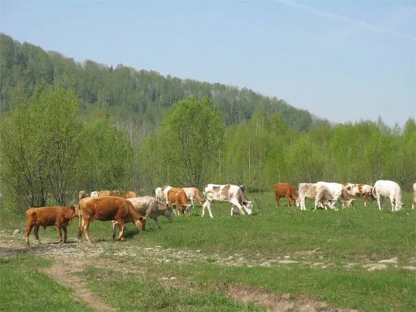 Правила выпаса коров и где это разрешено, когда выгоняют на пастьбу. Сколько пастбища нужно на одну корову. 7