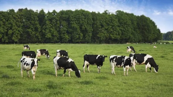 Правила выпаса коров и где это разрешено, когда выгоняют на пастьбу. Сколько пастбища нужно на одну корову. 5
