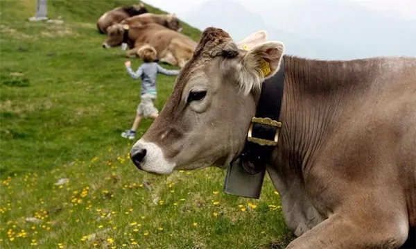 Правила выпаса коров и где это разрешено, когда выгоняют на пастьбу. Сколько пастбища нужно на одну корову. 3
