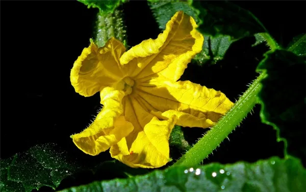 Фото цветка огурца