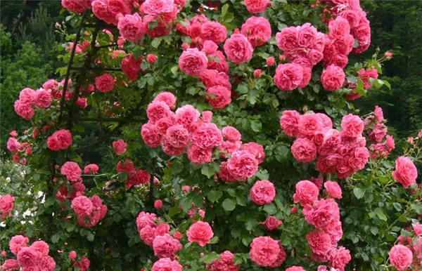 Клаймберы и рамблеры - музыка плетистых роз. Клаймберы розы что это такое. 2