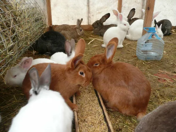 При низких температурах важно полноценное питание кроликов