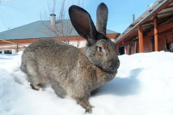 Нюансы зимнего окрола кроликов и правила разведения при уличном содержании. Чем кормить кроликов зимой на улице. 2