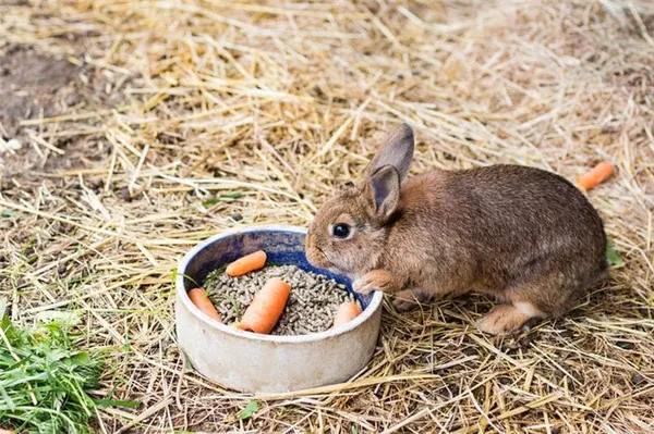 Кролик обедает