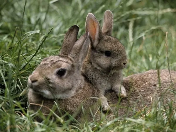 Крольчиха и крольчонок