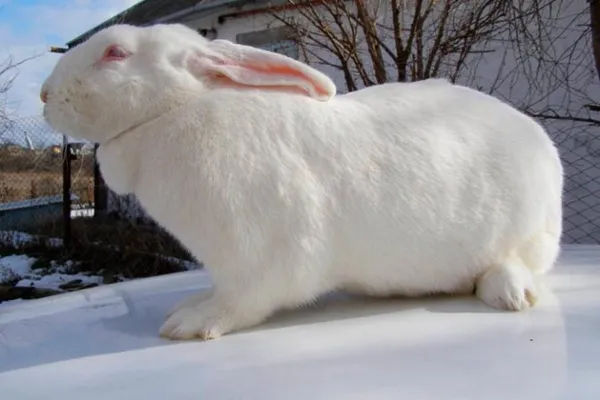 Нюансы зимнего окрола кроликов и правила разведения при уличном содержании. Чем кормить кроликов зимой на улице. 3