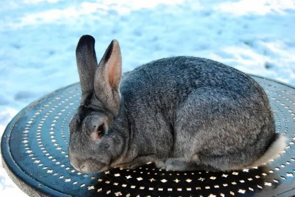 Нюансы зимнего окрола кроликов и правила разведения при уличном содержании. Чем кормить кроликов зимой на улице. 4