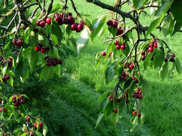 Плодовые деревья и кустарники для Подмосковья