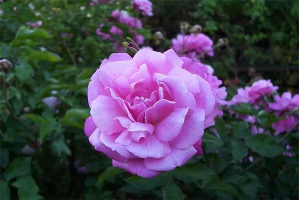 Китайская роза (Rosa Chinensis)