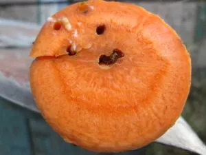 Корнеплод пораженный морковной мухой