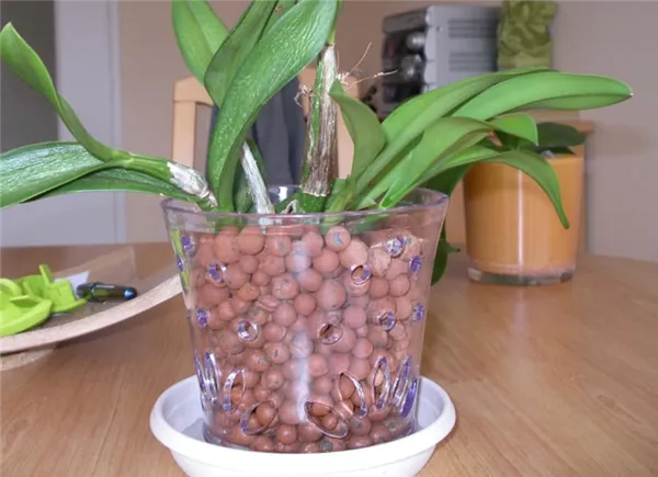 Орхидея в керамзите: эксперимент или еще один метод выращивания. Как посадить орхидею в керамзит. 2