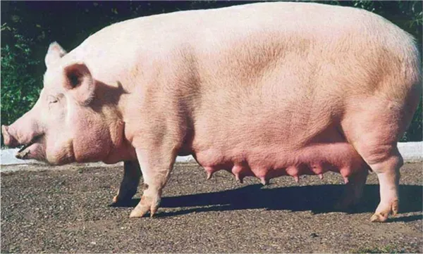 Все породы свиней с описанием и фото. Чем покрыто тело свиньи. 4