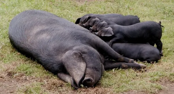 Крупная черная свинья хорошо набирает вес и наращивает сало