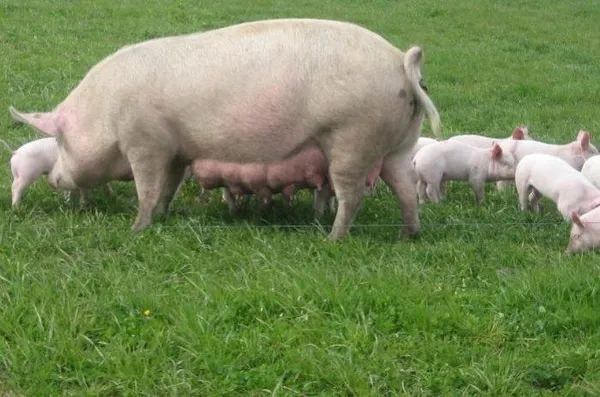 Все породы свиней с описанием и фото. Чем покрыто тело свиньи. 6