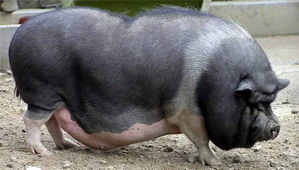 Вислобрюхая свинья