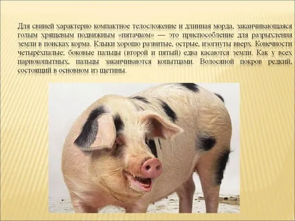 Все породы свиней с описанием и фото. Чем покрыто тело свиньи. 2