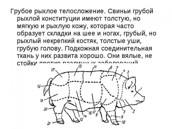 Все породы свиней с описанием и фото. Чем покрыто тело свиньи. 3