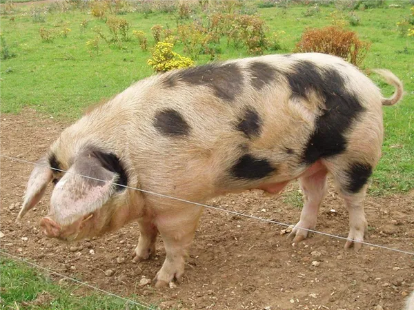 Все породы свиней с описанием и фото. Чем покрыто тело свиньи. 5