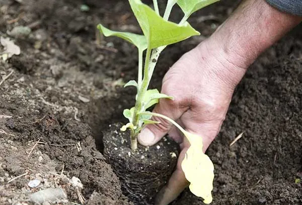 Когда сажать баклажаны на рассаду и как правильно это делать. Как вырастить рассаду баклажан. 2