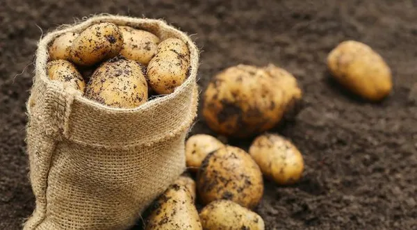 Средняя урожайность картофеля с гектара по регионам России. Сколько картошки можно собрать с 1 сотки. 4