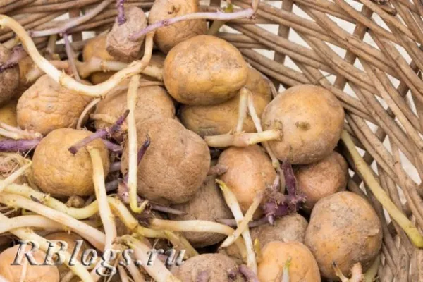 Средняя урожайность картофеля с гектара по регионам России. Сколько картошки можно собрать с 1 сотки. 3