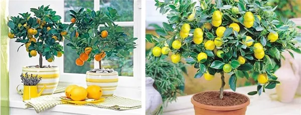 подкормка лимона в домашних условиях