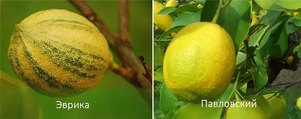 Виды лимона