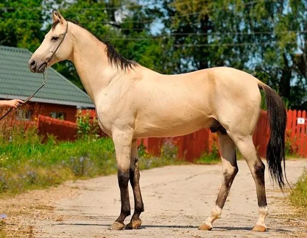 светло-буланный конь