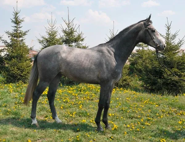 серый конь
