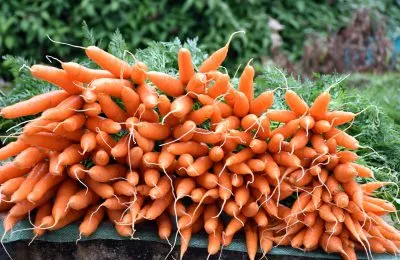 Что можно сажать рядом с морковью на одной грядке. Чем можно сажать морковку. 3