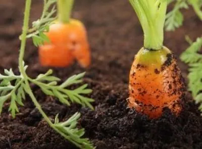 Что можно сажать рядом с морковью на одной грядке. Чем можно сажать морковку. 4