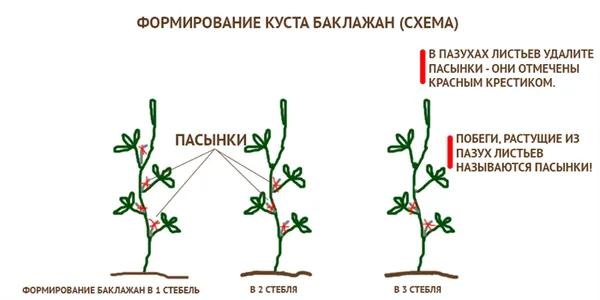 Формирование куста баклажан в теплице или открытом грунте. Как формировать баклажаны в теплице. 5