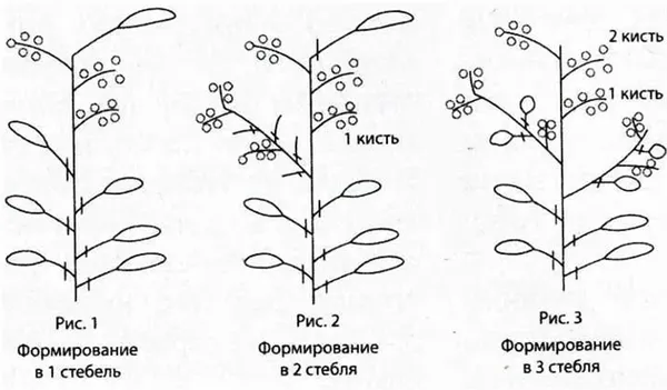 Формирование куста баклажан в теплице или открытом грунте. Как формировать баклажаны в теплице. 4