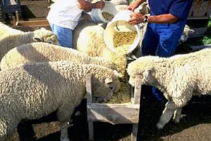 Как и чем кормить овец в домашних условиях. Чем кормить овец в домашних условиях. 3