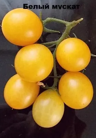 Самые сладкие сорта томатов. Какой сорт помидор самый сладкий и вкусный. 15
