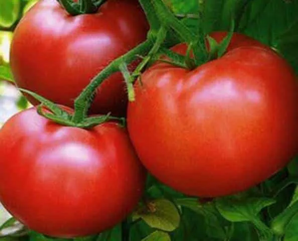Самые сладкие сорта томатов. Какой сорт помидор самый сладкий и вкусный. 21