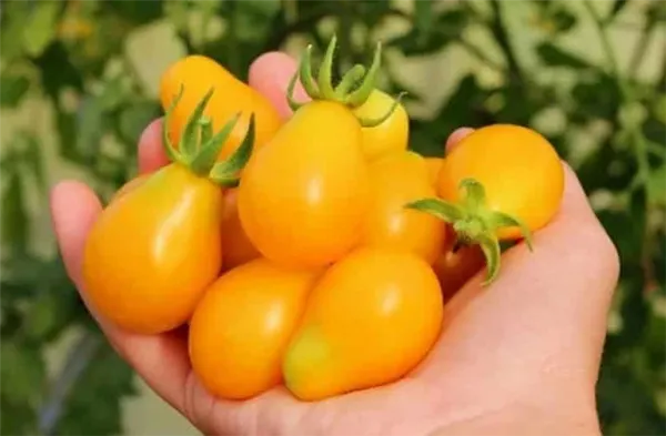 Самые сладкие сорта томатов. Какой сорт помидор самый сладкий и вкусный. 5