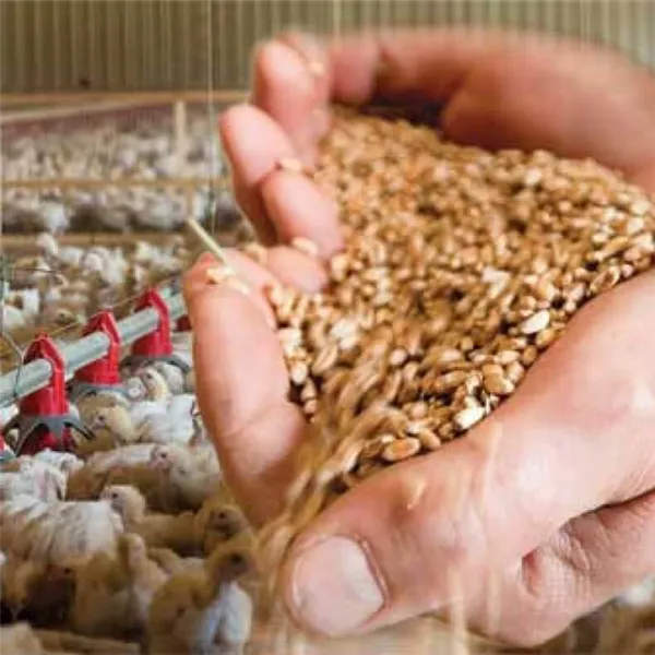 Как правильно прорастить пшеницу в домашних условиях: для еды