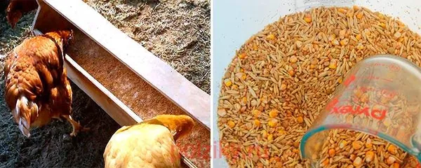Как правильно выбрать и прорастить зерно для кур?