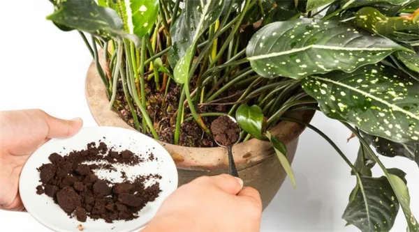 Кофейная гуща и жмых как удобрение для комнатных растений. Кофейная гуща как удобрение для комнатных растений. 2