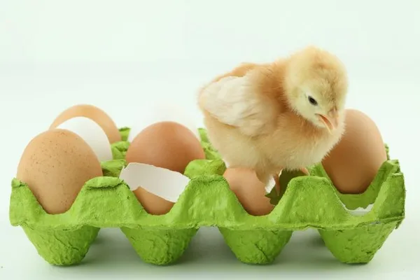 Могут ли куры нести яйца без петуха? Несут ли куры яйца без петуха. Как курицы несут яйца без петуха. 2