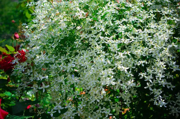 Белое облако цветков клематиса