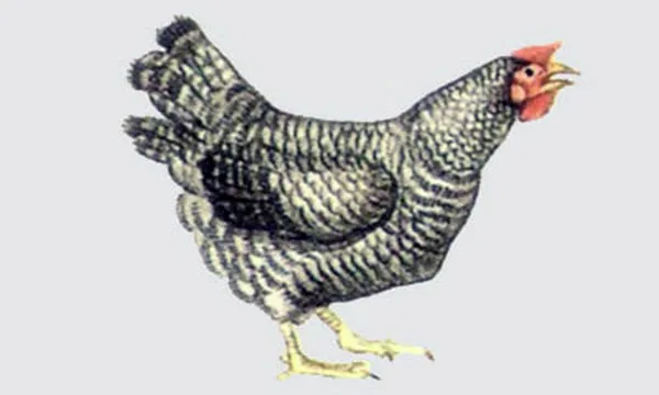 Рисунок оперения калифорнийской курицы