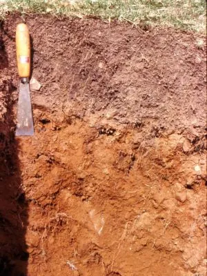 Подзолистые почвы. Что такое подзолистые почвы. 4